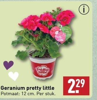Aanbieding: Geranium pretty little