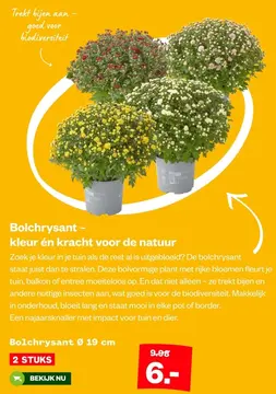 Aanbieding: Bolchrysant