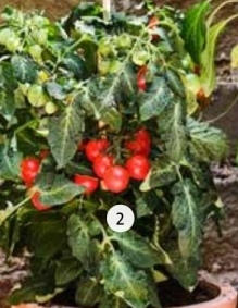 Aanbieding: Pick - & - Joy pluktomaat ( Solanum lycopersicum )