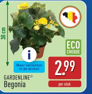 Promotie: Begonia