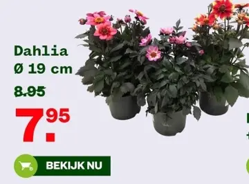 Aanbieding: Dahlia