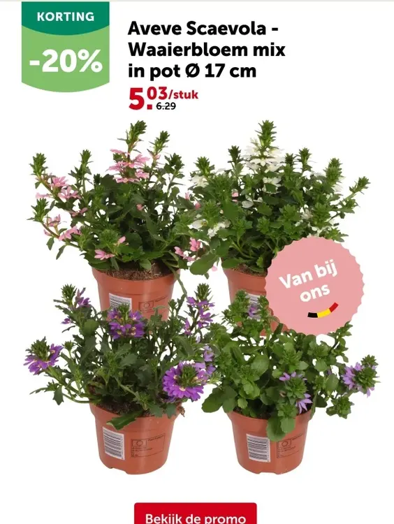 Promotie: Aveve Scaevola - Waaierbloem mix