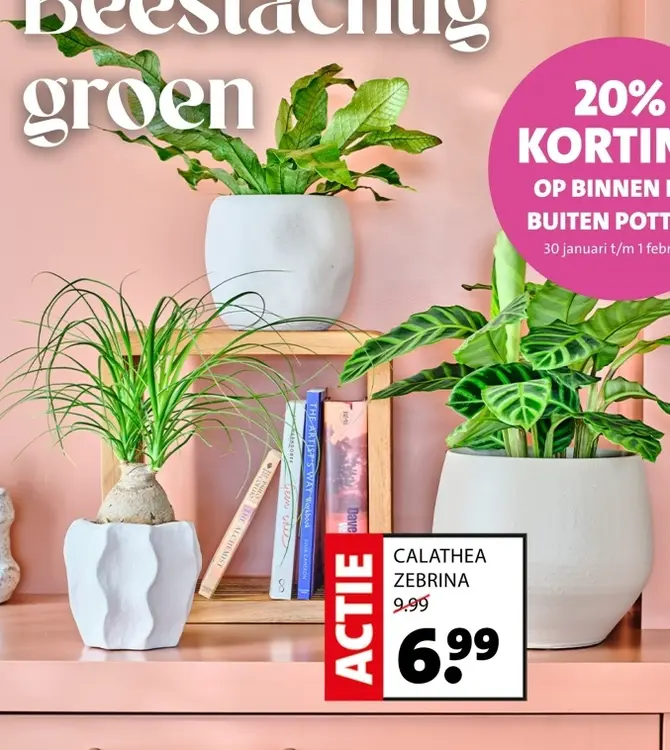 Promotie: Calathea zebrina
