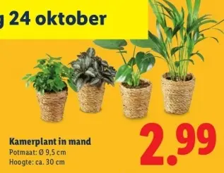 Aanbieding: Kamerplant in mand