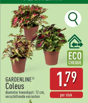 Promotie: Coleus