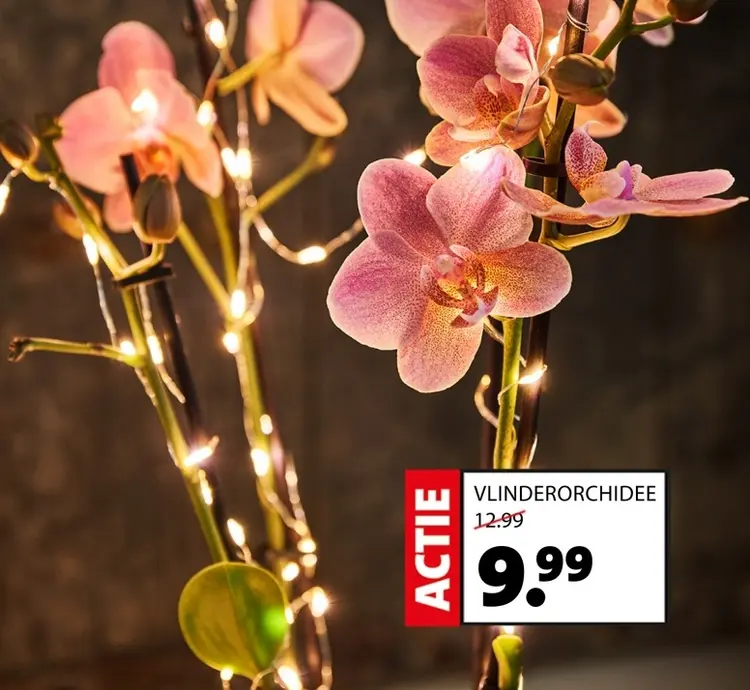 Aanbieding: Vlinderorchidee