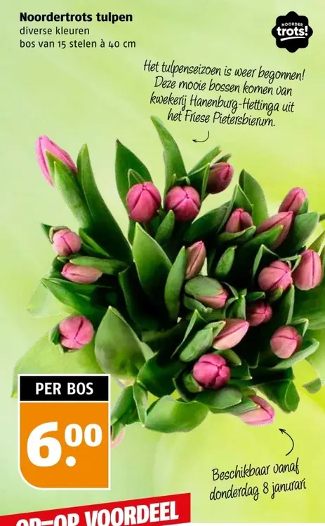Aanbieding: Noordertrots tulpen