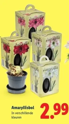 Aanbieding: Amaryllisbol