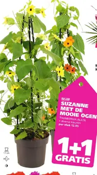 Aanbieding: SUZANNE MET DE MOOIE OGEN