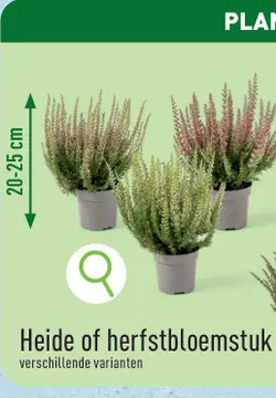 Aanbieding: heide