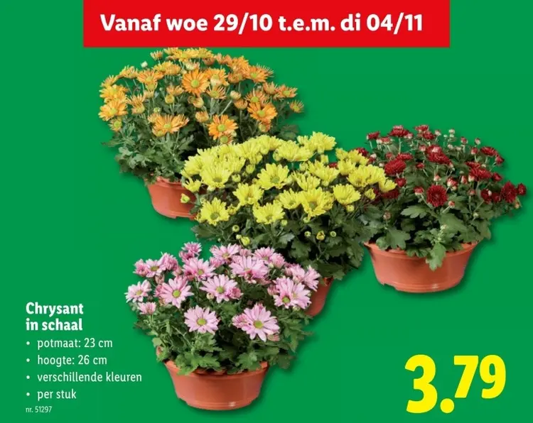 Aanbieding: Chrysant