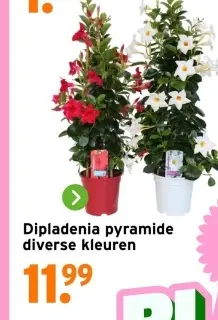 Aanbieding: Dipladenia pyramide