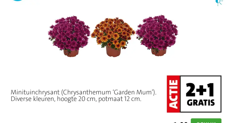 Aanbieding: Minituinchrysant