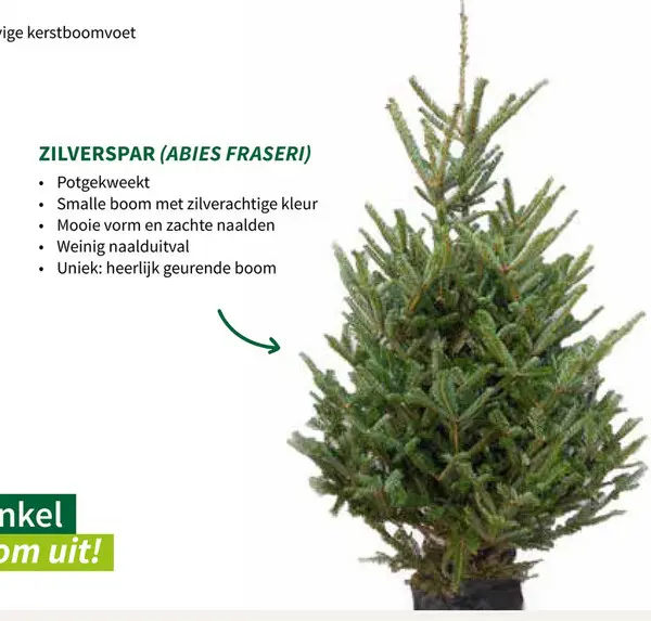 Aanbieding: Zilverspar (Abies Fraseri)