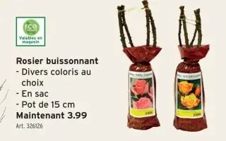 Offre: Rosier buissonnant
