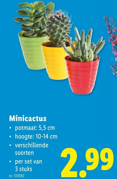 Promotie: Minicactus