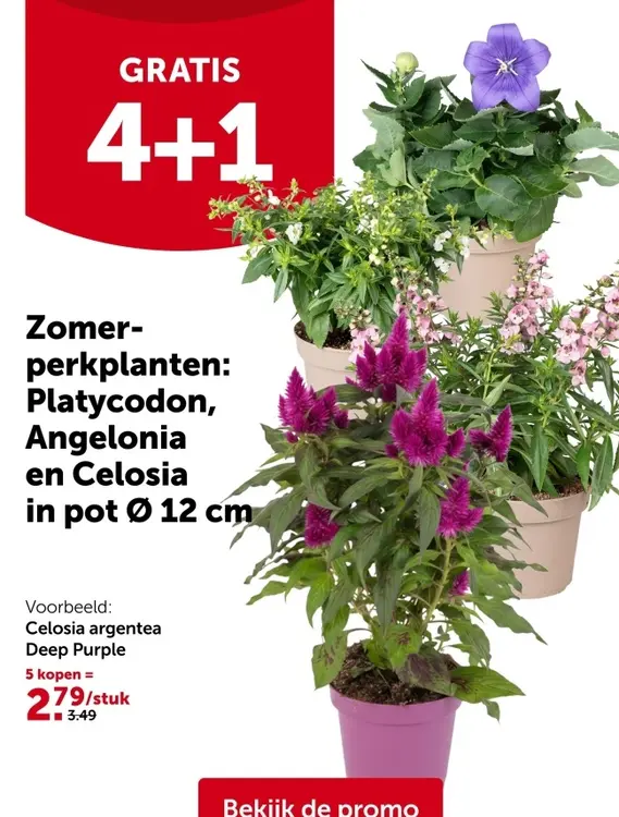 Promotie: Zomer-perkplanten: Platycodon, Angelonia en Celosia