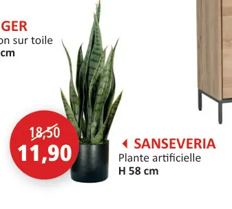 Offre: Sanseveria