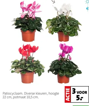 Aanbieding: Patiocyclaam