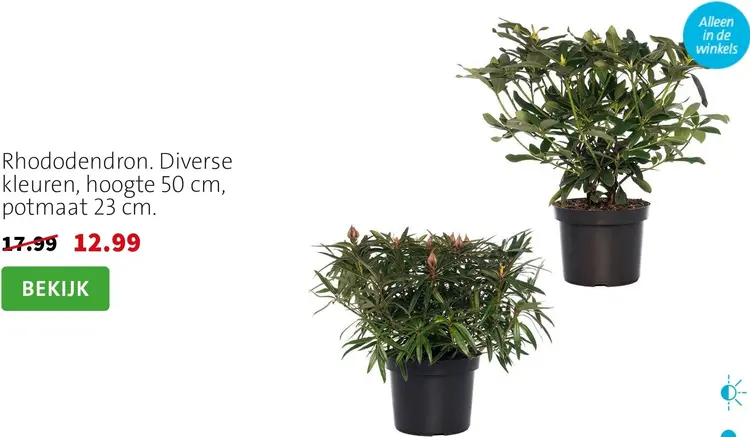 Aanbieding: Rhododendron