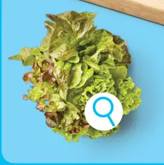 Promotie: Multicolorsla