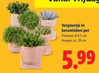 Aanbieding: Vetplantje in keramieken pot