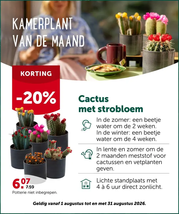 Promotie: Cactus met strobloem
