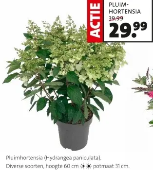 Aanbieding: Pluimhortensia
