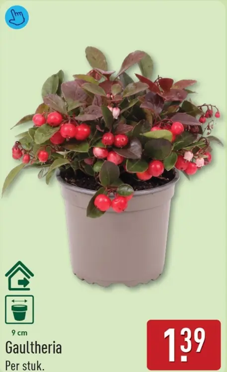 Aanbieding: Gaultheria