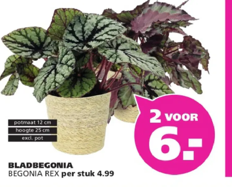 Aanbieding: Bladbegonia begonia rex