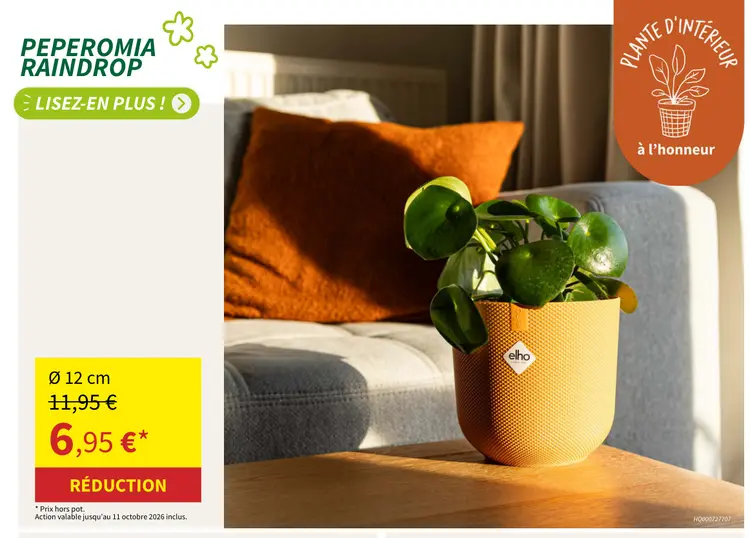 Offre: Peperomia raindrop