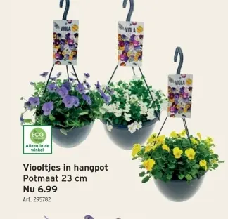 Promotie: Viooltjes in hangpot