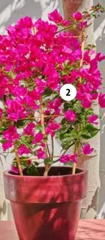 Aanbieding: Bougainville