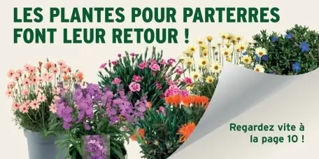 Offre: Les plantes pour parterres