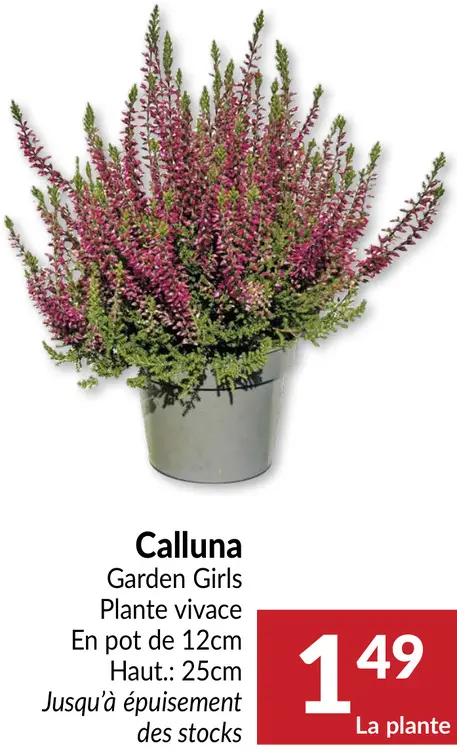 Offre: Garden Girls Calluna