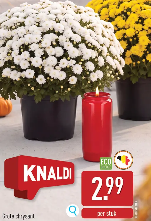 Promotie: Grote chrysant