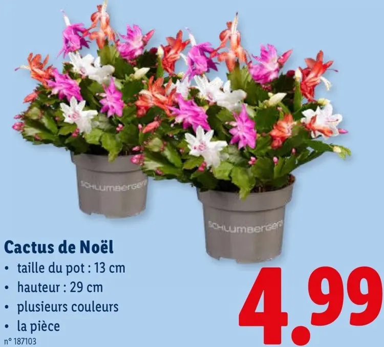 Offre: Cactus de Noël