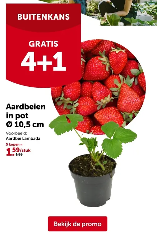Promotie: Aardbeien in pot