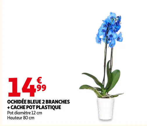 Offre: Ochidée bleue 2 branches