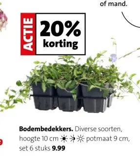 Aanbieding: Bodembedekkers