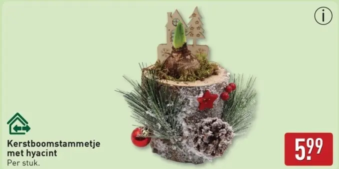 Aanbieding: Kerstboomstammetje met hyacint