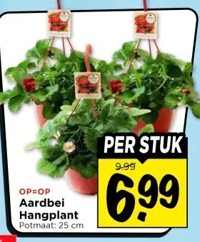 Aardbei Hangplant