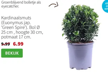 Aanbieding: Kardinaalsmuts