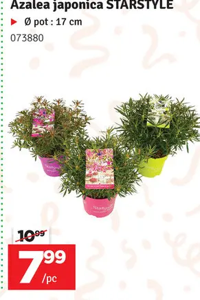 Offre: Azalea japonica STARSTYLE