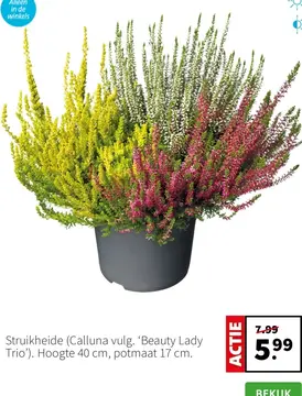 Aanbieding: Struikheide (Calluna vulg. 'Beauty Lady Trio'