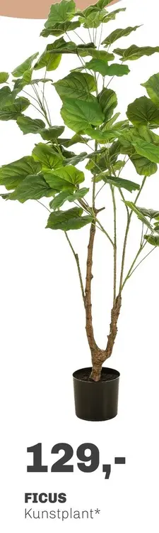Aanbieding: Ficus