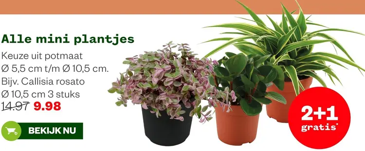 Aanbieding: Mini plantjes