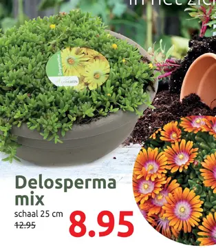 Aanbieding: Delosperma mix