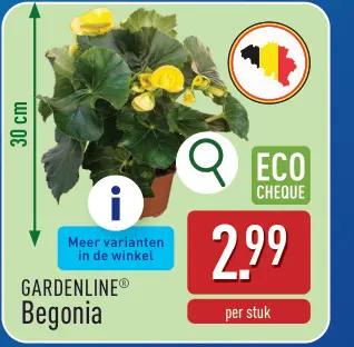 Promotie: Begonia