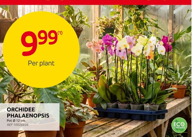 Promotie: Orchidee phalaenopsis